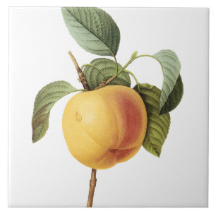 Pierre-Joseph Redouté Vintage große Fliese