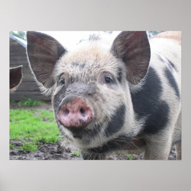 Pig Face Poster (Vorne)