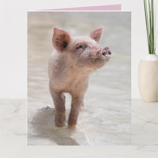 PIG HOG FUNNY BIRTHDAY CARD CARDS KARTE (Vorderseite)