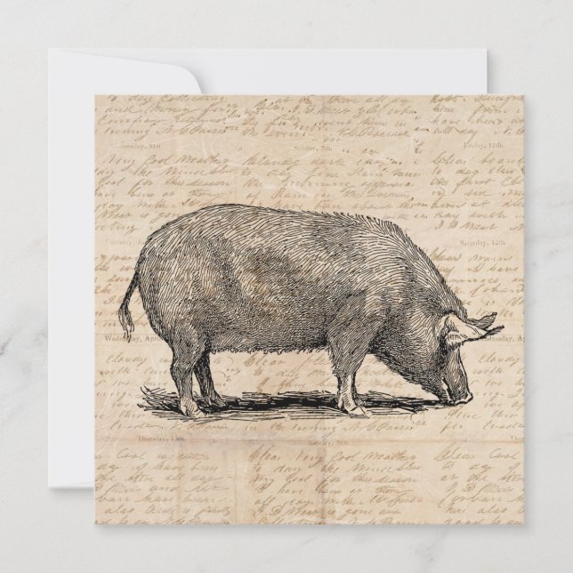 Pig Illustration Stil antiker Art Script (Vorderseite)