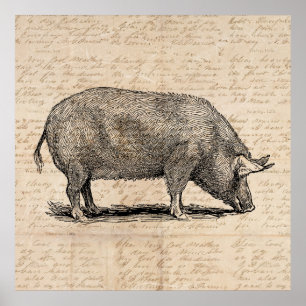 Pig Illustration Stil antiker Art Script Poster