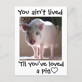 Pig lovin' postkarte