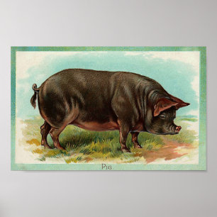 Pig Poster - Vintage Art