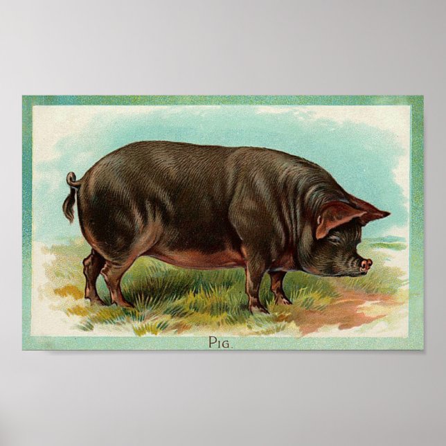 Pig Poster - Vintage Kunst (Vorne)