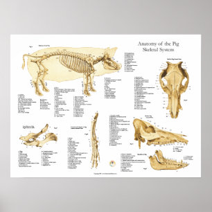 Pig Schweine Skelettanatomie-Poster-Diagramm Poster