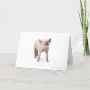 Pig Standing Looking Up Karte