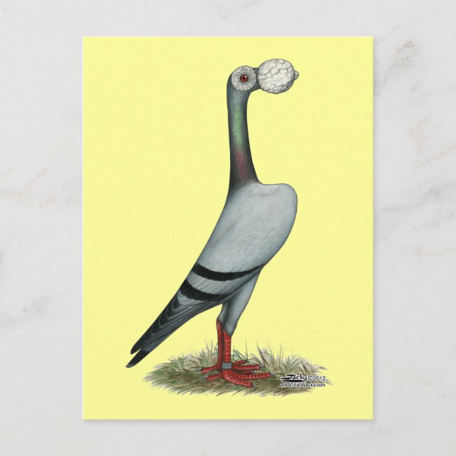 Pigeon 2012 postkarte (Vorderseite)