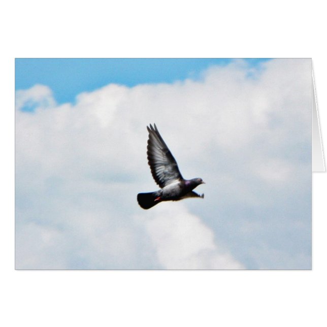 Pigeon auf Sky (Vorderseite (Horizontal))