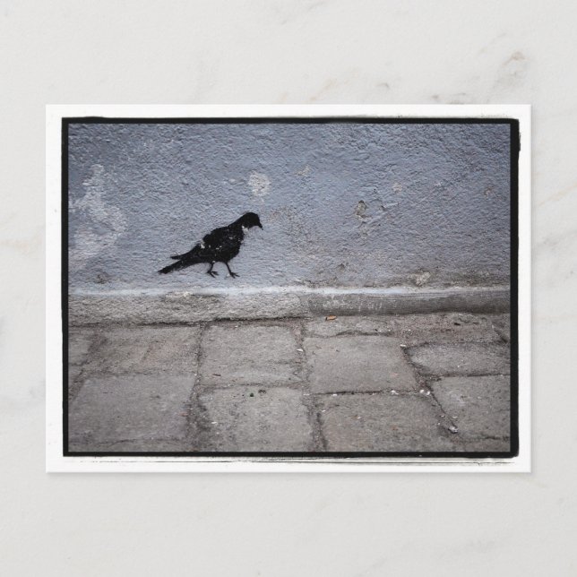 Pigeon Graffiti Postcard Postkarte (Vorderseite)
