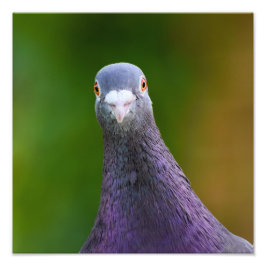 Pigeon Looking inquisitiv Fotodruck