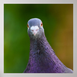 Pigeon Looking inquisitiv Poster