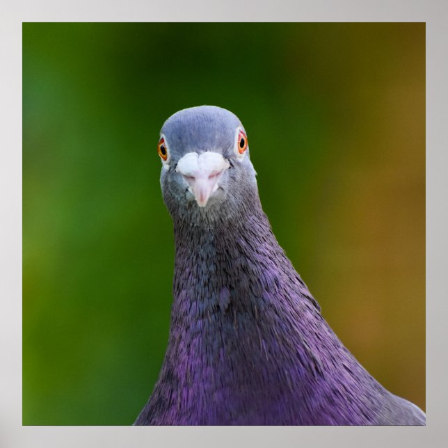 Pigeon Looking inquisitiv Poster (Vorne)