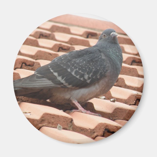 Pigeon Magnet (Vorne)