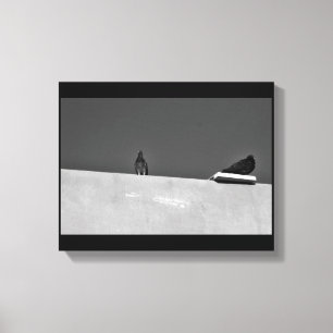 Pigeon Pair Leinwanddruck