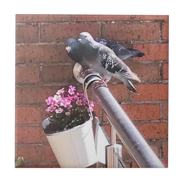 Pigeon Pair und Rote Steinbrech Blume Fliese (Vorderseite)
