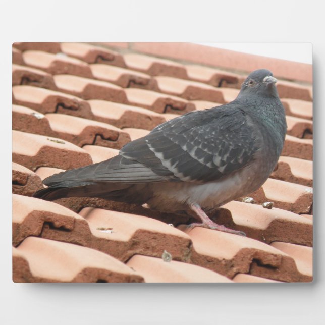 Pigeon Plaque Fotoplatte (Vorderseite)