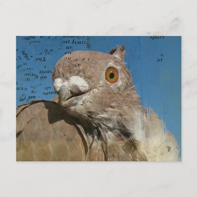 Pigeon Poetry Postkarte (Vorderseite)