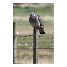 Pigeon Post Poster