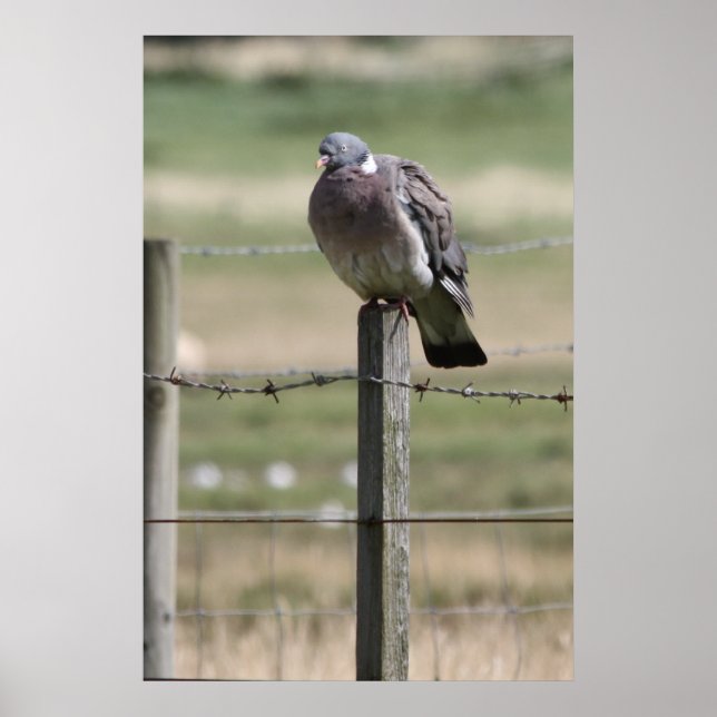Pigeon Post Poster (Vorne)