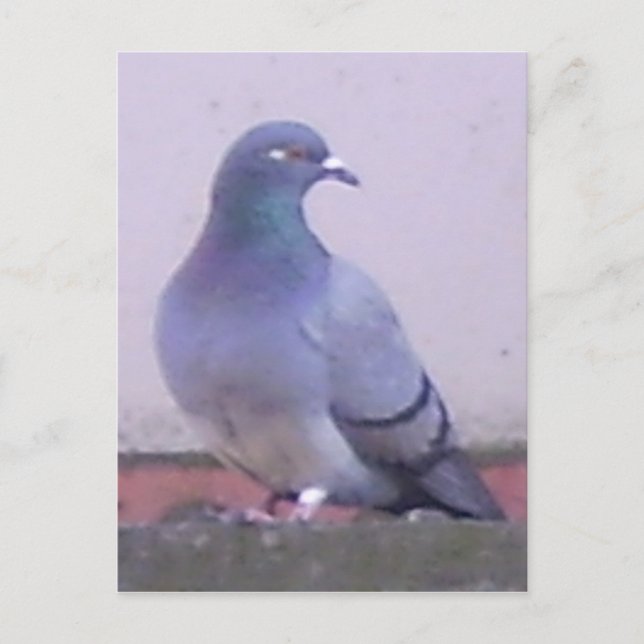 Pigeon Postkarte (Vorderseite)