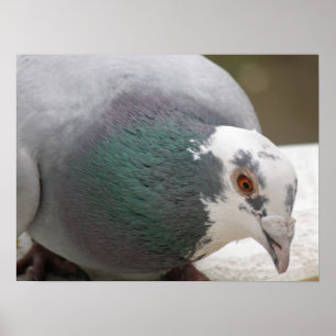 Pigeon Print Poster