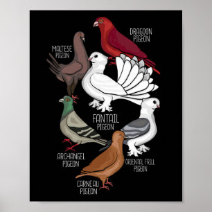 Pigeon Reds King Pigeon Lover Men Tauben Poster