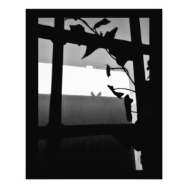 Pigeon Shadows Fotodruck