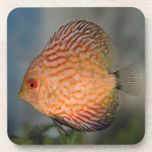 Pigeon Stone Discus Set von 6 Untersetzer