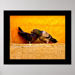 Pigeon Sweethearts Poster