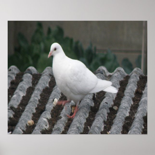 Pigeon Toed - White Pigeon Print Poster (Vorne)
