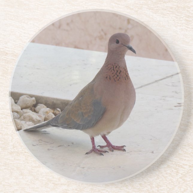 Pigeon Untersetzer (Vorne)