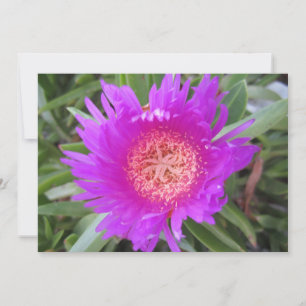 Pigface Flat Urlaubskarte Feiertagskarte