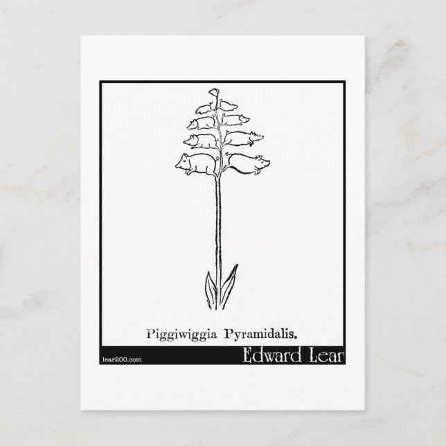 Piggiwiggia Pyramidalis. Postkarte (Vorderseite)