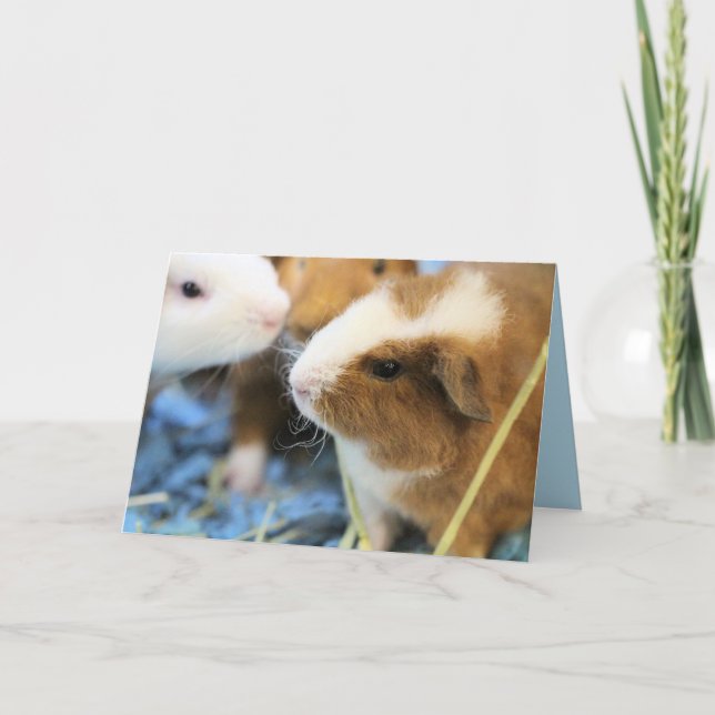 Piggy Karte (Vorderseite)