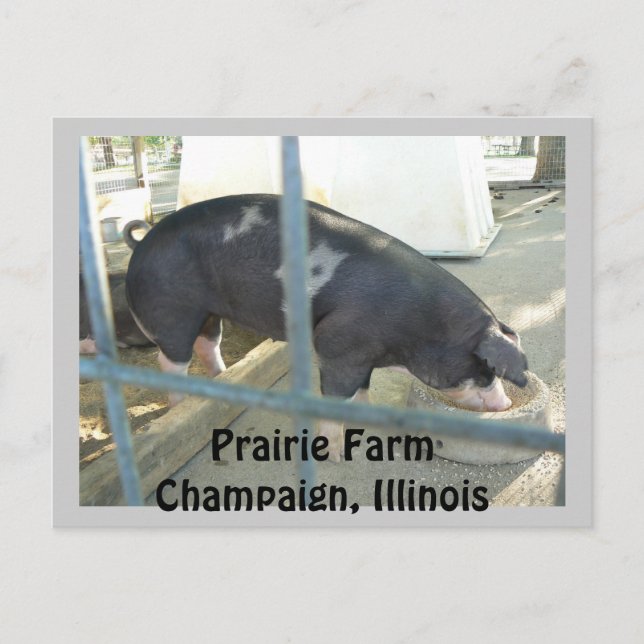 Piggy Post Card Postkarte (Vorderseite)