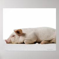 Piglet-Down-Profil