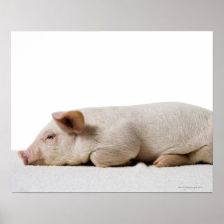 Piglet-Down-Profil Poster