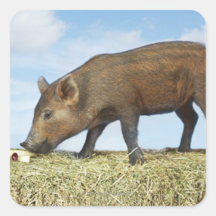 Piglet Eating Quadratischer Aufkleber