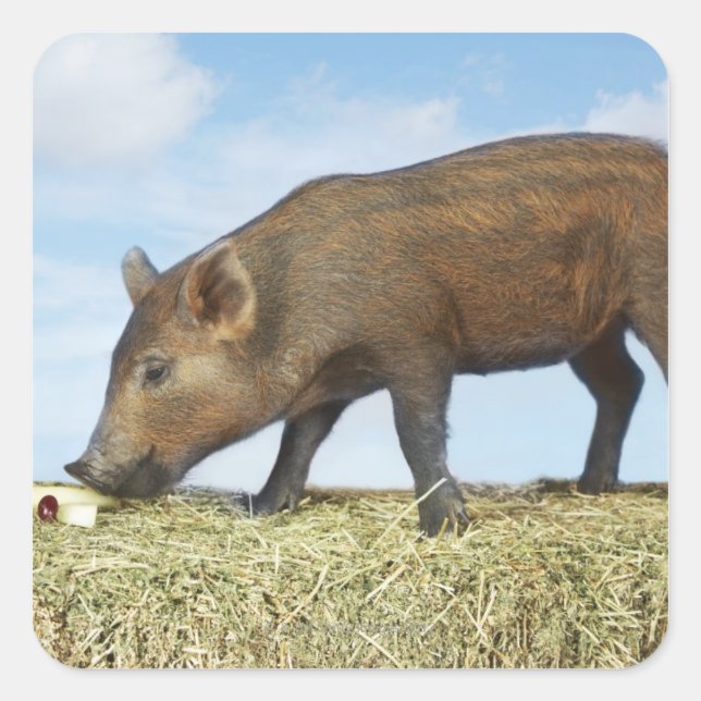 Piglet Eating Quadratischer Aufkleber (Vorderseite)