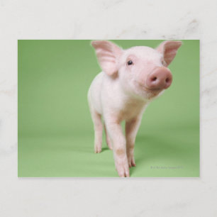 Piglet Stehend Postkarte