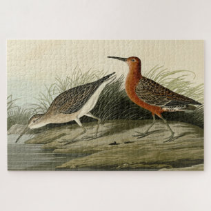 Pigmy Curlew (Sandpiper) Audubon Birds of America Puzzle