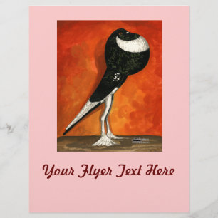 Pigmy Pouter Pigeon Black Pigeon Flyer