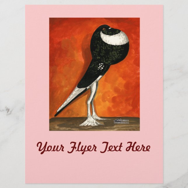 Pigmy Pouter Pigeon Black Pigeon Flyer (Vorne)
