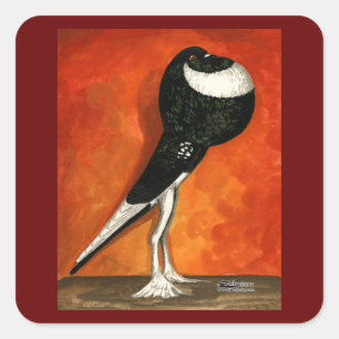 Pigmy Pouter Pigeon Black Pigeon Quadratischer Aufkleber