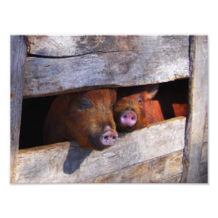 PigPen Pair Peking Schweine Fotodruck