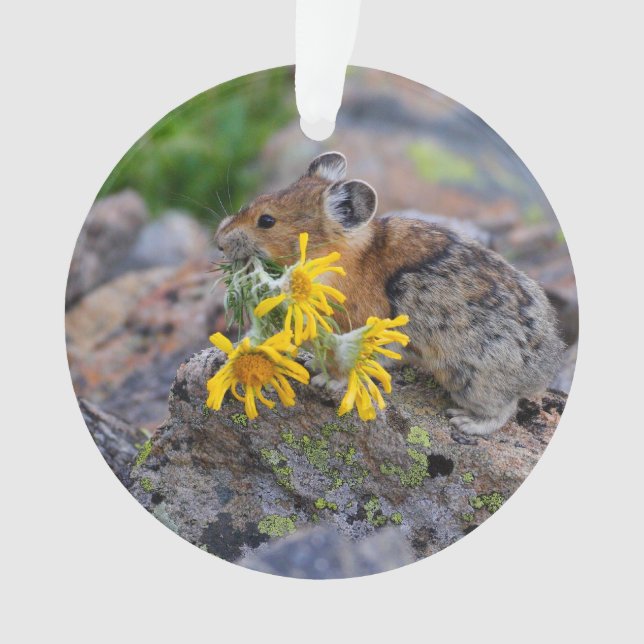 pika ornament (Vorderseite)