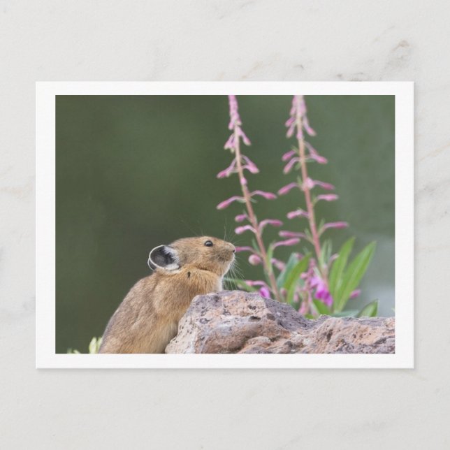 Pika Postkarte (Vorderseite)