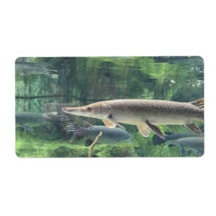 Pike-Fische