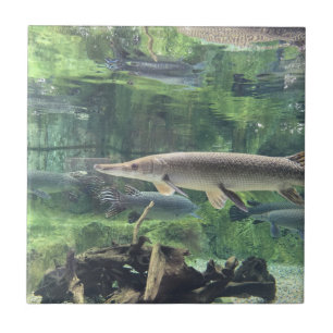 Pike-Fische Fliese