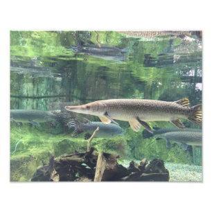 Pike-Fische Fotodruck